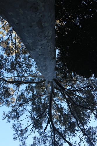 Corymbia maculata, photograph 5