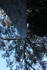 Corymbia maculata, photograph (c) Sofia Zvolanek, some rights reserved (CC BY)