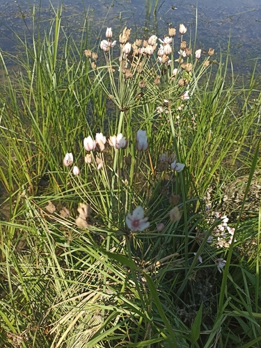 Flowering-rush