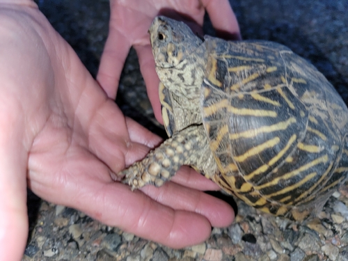 Plains Box Turtle observed by vireo