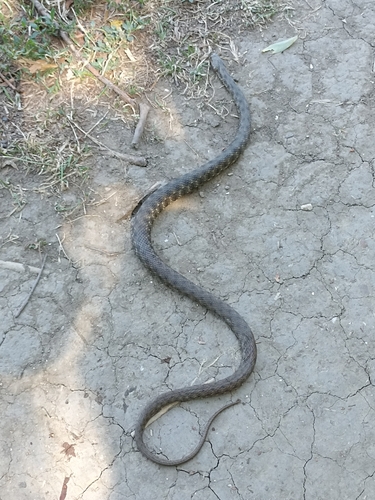 Tessellated Water Snake