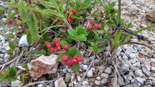 Gaultheria adenothrix observed 2026-07-18