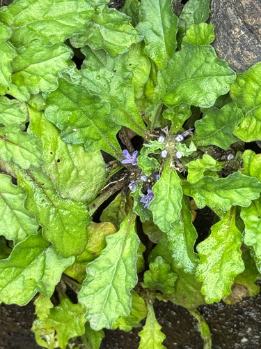 Ajuga decumbens observed 2026-07-18