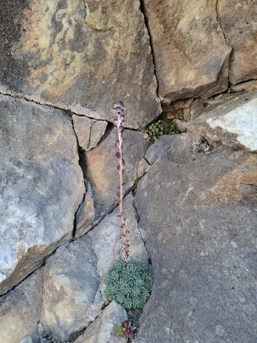 Saxifraga sempervivum, photograph 4
