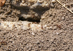 Formicidae