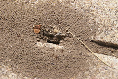 Formicidae