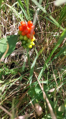 Arum cylindraceum