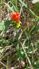 Arum cylindraceum