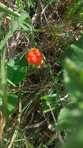 Arum cylindraceum, photograph 2