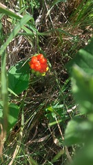 Arum cylindraceum, photograph (c) dachsise, some rights reserved (CC BY)