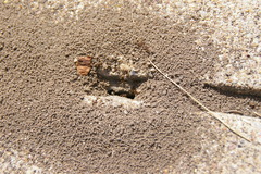 Formicidae
