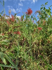 (c) i_c_riddell, some rights reserved (CC BY) Rumex usambarensis, photograph (c) i_c_riddell, some rights reserved (CC BY)