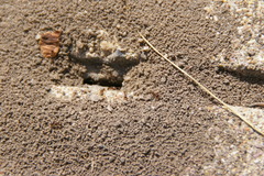 Formicidae