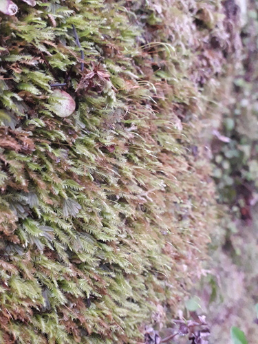 Rhizogonium pennatum observed 2026-07-12