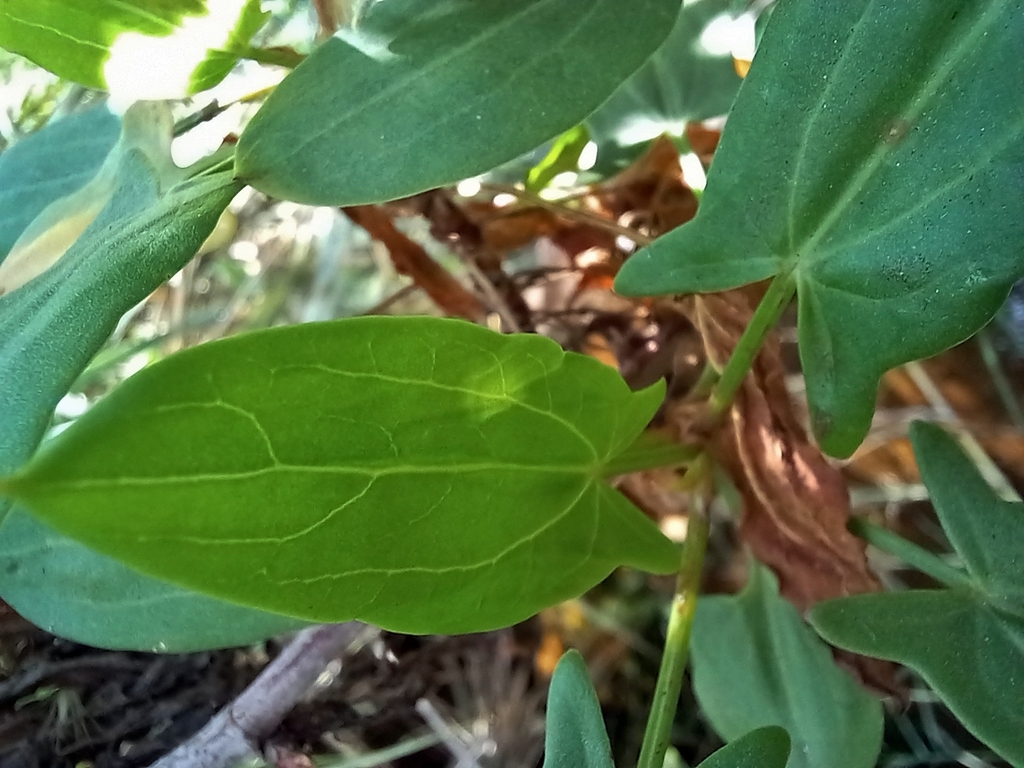 Rumex usambarensis; photograph (c) i_c_riddell, some rights reserved (CC BY)