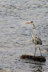 Ardea cinerea