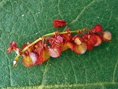 (c) i_c_riddell, some rights reserved (CC BY) Rumex usambarensis, photograph (c) i_c_riddell, some rights reserved (CC BY)