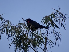 Agelaius phoeniceus mailliardorum