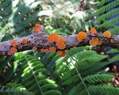 Favolaschia calocera