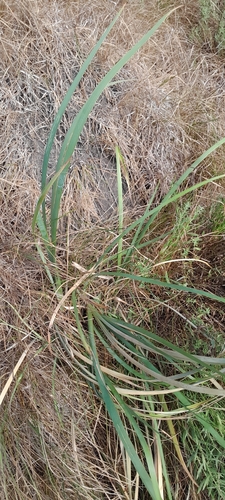 Iris spuria, photograph 4