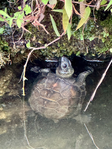 Chinese Pond Turtle