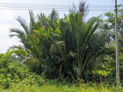Sago Palm