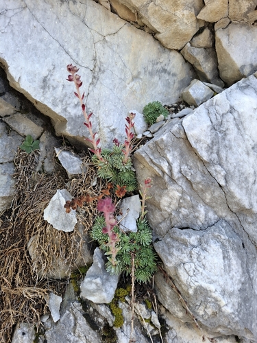 Saxifraga sempervivum, photograph 3