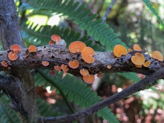 Favolaschia calocera