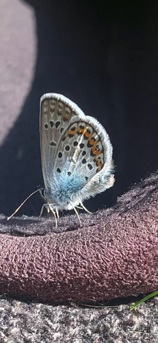 Silver-studded Blue