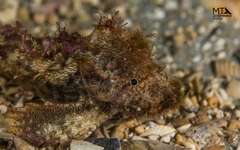 Aploactisoma milesii