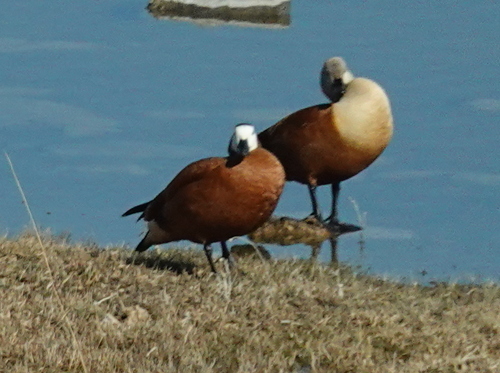 iNaturalist: (c) Craig Peter, some rights reserved (CC BY-NC), uploaded by Craig Peter iNaturalist image