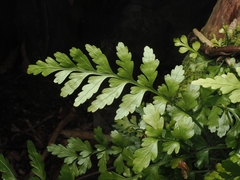 Asplenium lamprophyllum