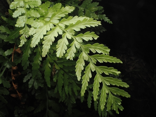 Asplenium lamprophyllum, photograph 1
