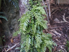 Asplenium lamprophyllum, photograph (c) Angus Campbell, some rights reserved (CC BY)