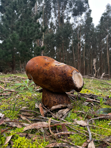 salmon gum mushroom