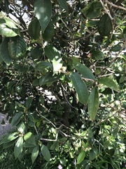 Osmanthus