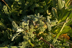 Artemisia santonicum