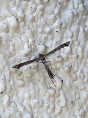 Anstenoptilia