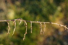Artemisia santonicum