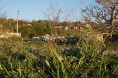 Artemisia santonicum