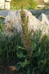 Rumex patientia orientalis