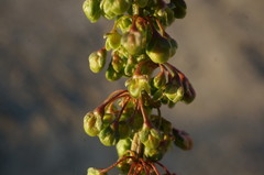 Rumex patientia orientalis