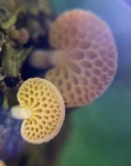 Favolaschia calocera