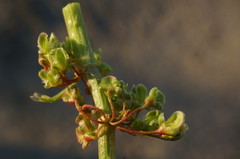Rumex patientia orientalis