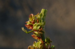 Rumex patientia orientalis