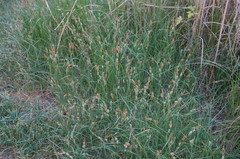 Carex melanostachya
