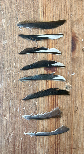 Plume de Bruant zizi