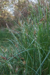 Carex melanostachya