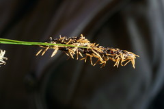 Carex melanostachya