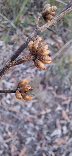 Eucalyptus capitellata observed 2026-07-18